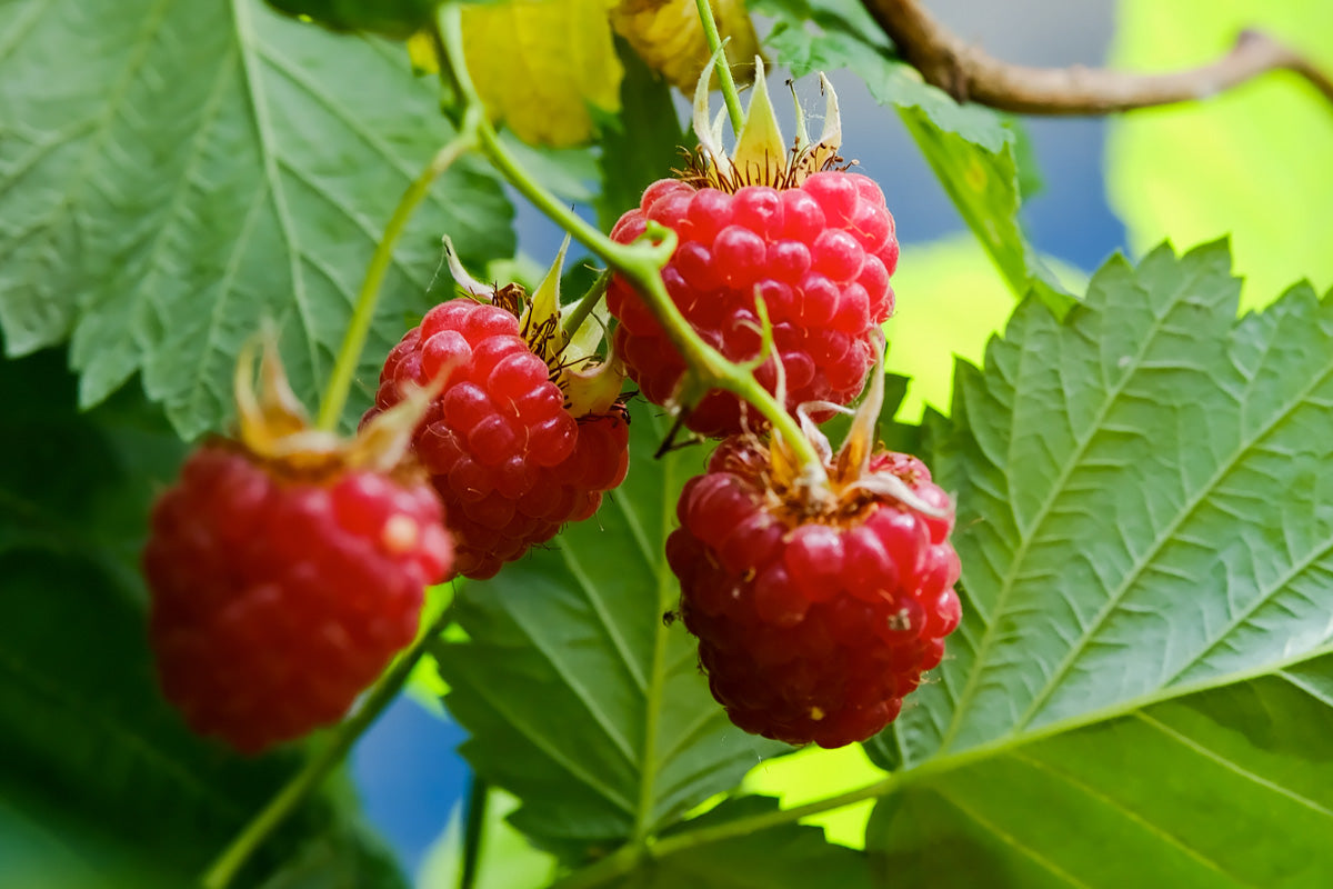 Raspberry Bramble – The Blessed Scents